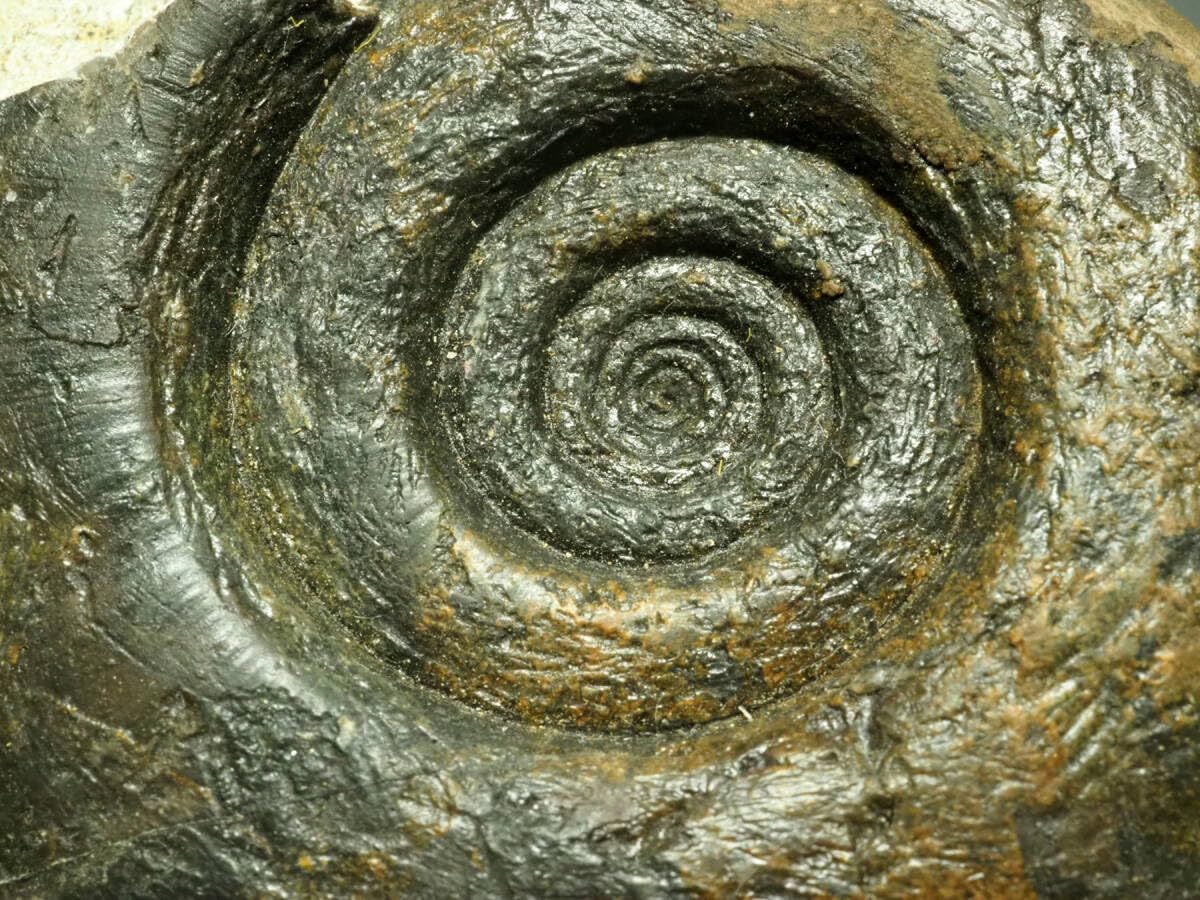 Amazon | デボン紀アンモナイトの化石【Platyclymeniasp.】【864g