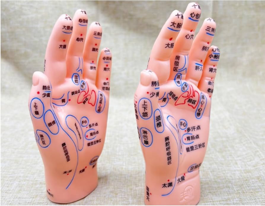 Amazon.co.jp: 4 アイテム 耳と手と足のツボモデル 耳ツボ 模型 手鍼