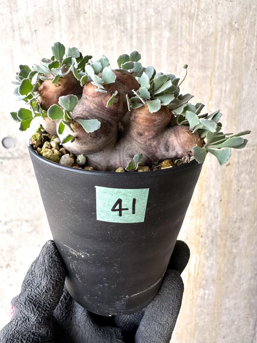 Amazon｜【現品限り】オトンナ・カカリオイデス 大株 現地株 発根済み