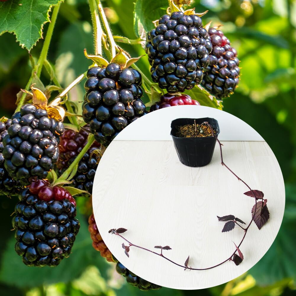 Amazon.co.jp: とげなし ブラックベリー 「 ソーンフリー 」 苗 苗木