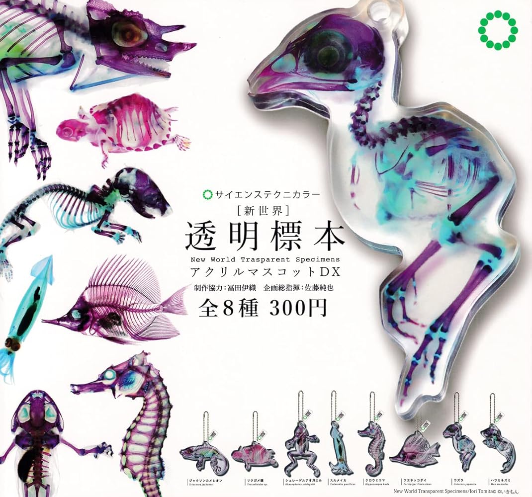 Amazon.co.jp: サイエンステクニカラー 新世界 透明標本 アクリル