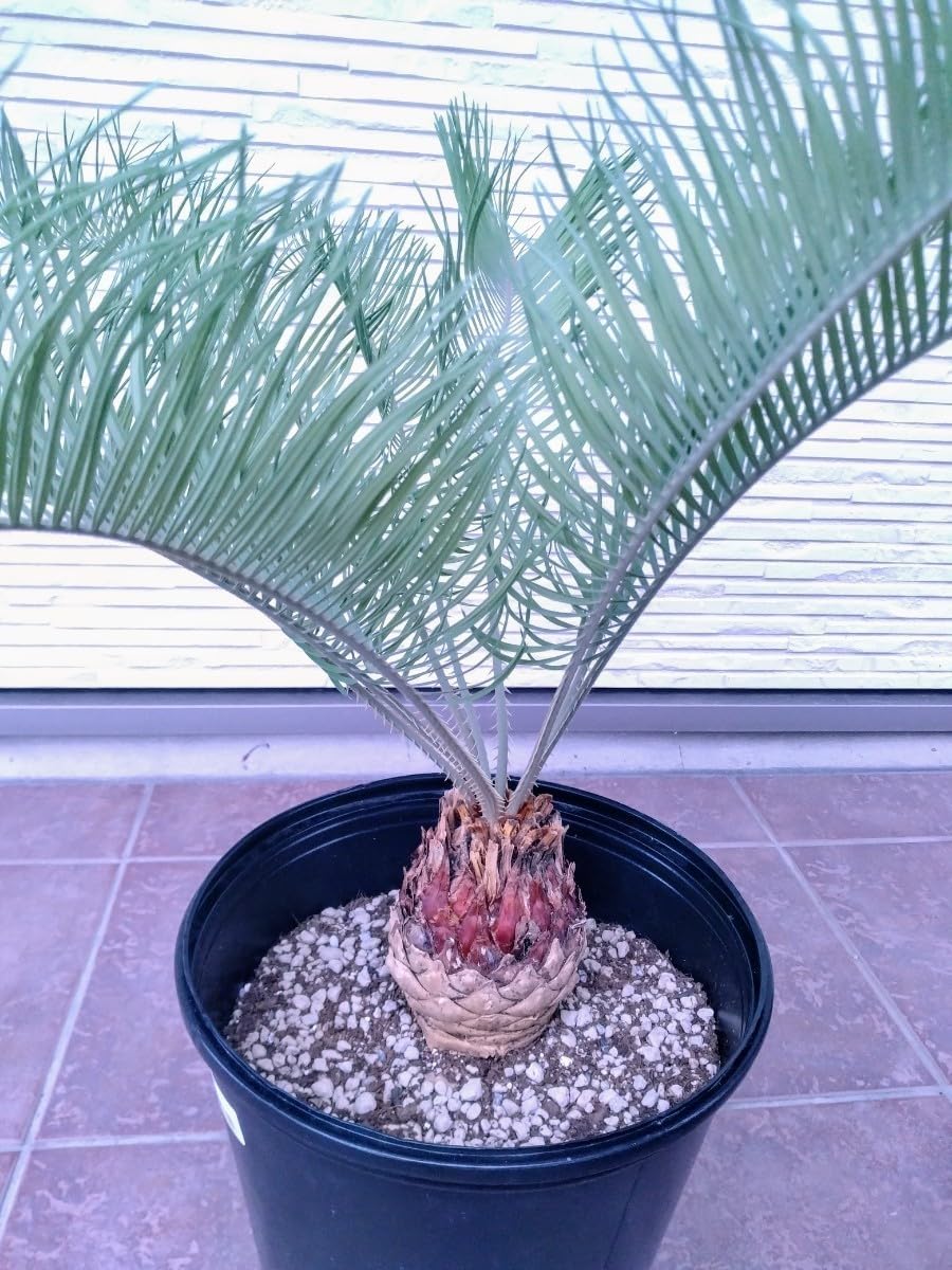 Amazon.co.jp: サイカス カイルンシアナ (10cmサイズ) : ホーム＆キッチン