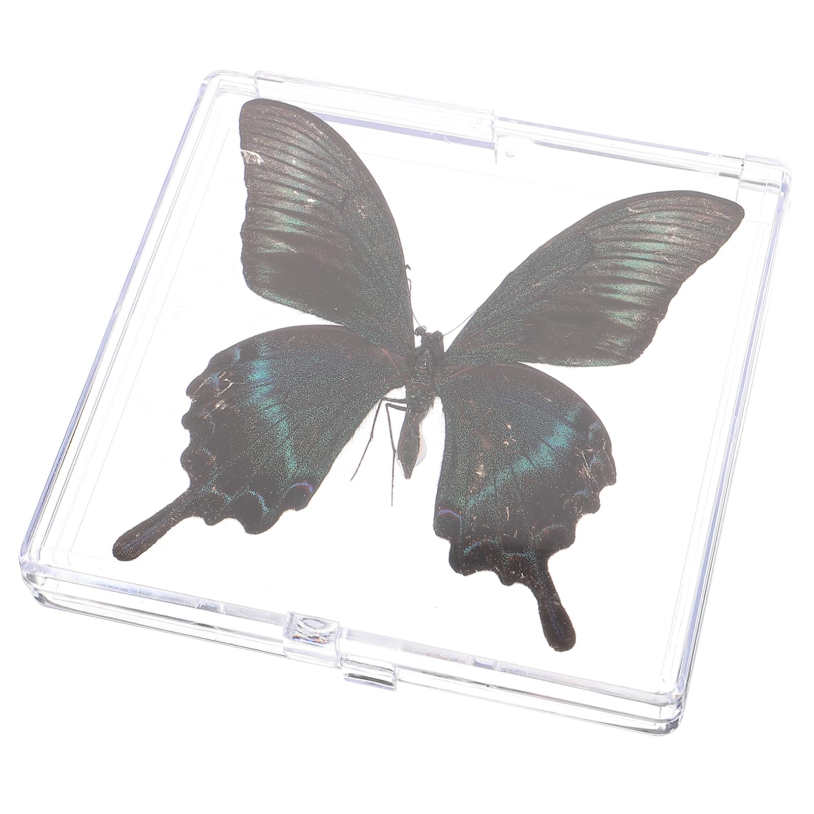 Amazon.co.jp: Yardenfun 教育用蝶標本ディスプレイ 日々蝶々の観察に