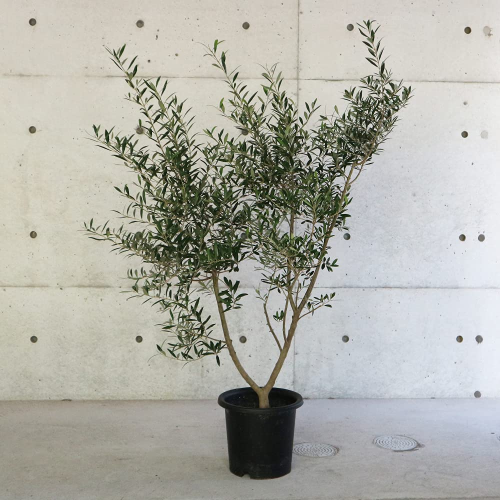 現品】オリーブの古木 品種名：ネバディロブランコ オールドオリーブ