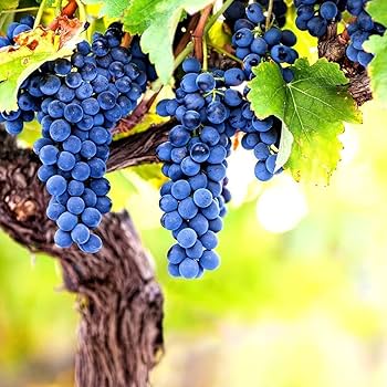 Amazon.com : 100+ PCS Heirloom Purple Concord Grape Vine Seeds for