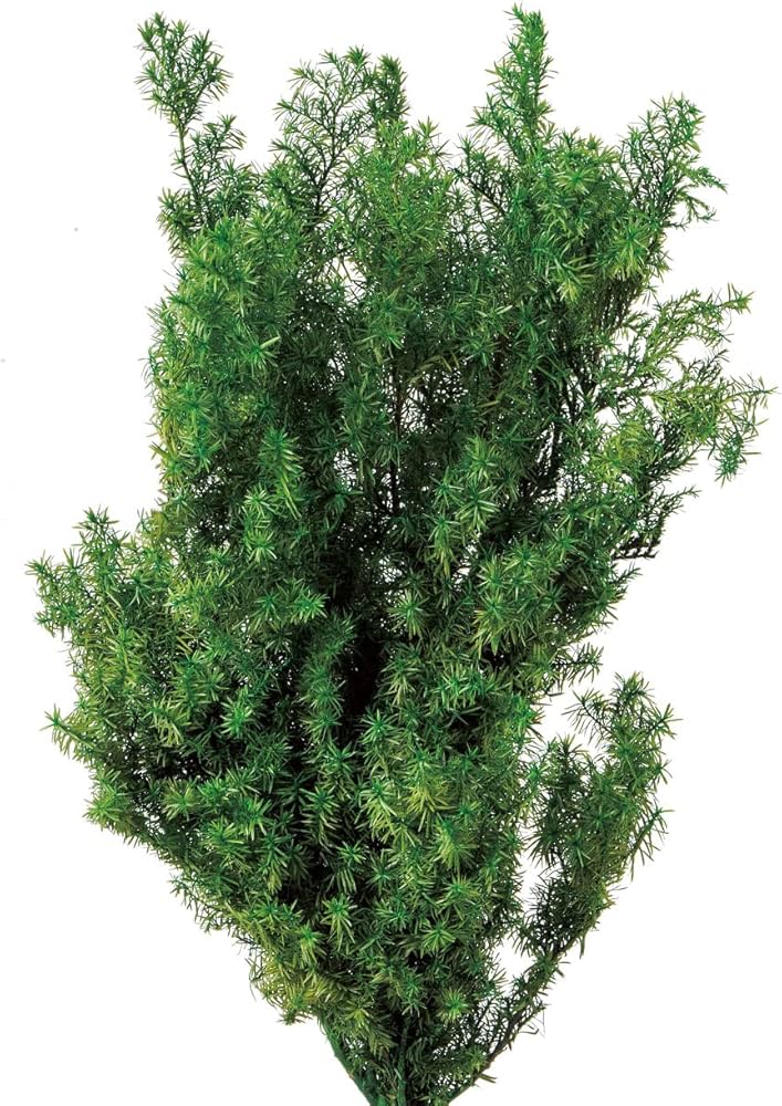 Amazon｜大地農園 プリザーブドフラワー ソフトヒムロスギ・ショート