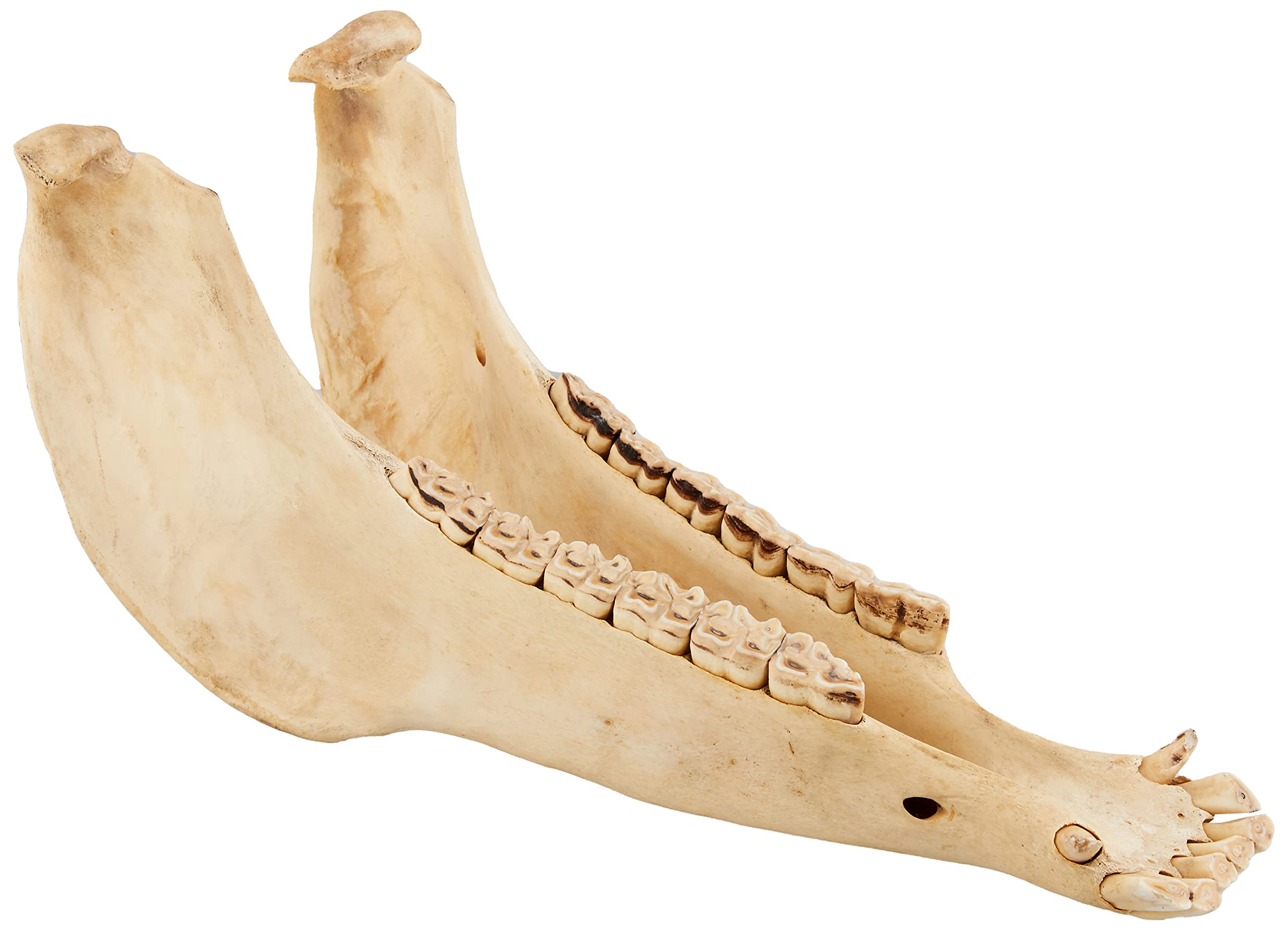 キハーダ ロバの下顎 キハーダ ロバの下顎 キハーダ｜コレクション｜民