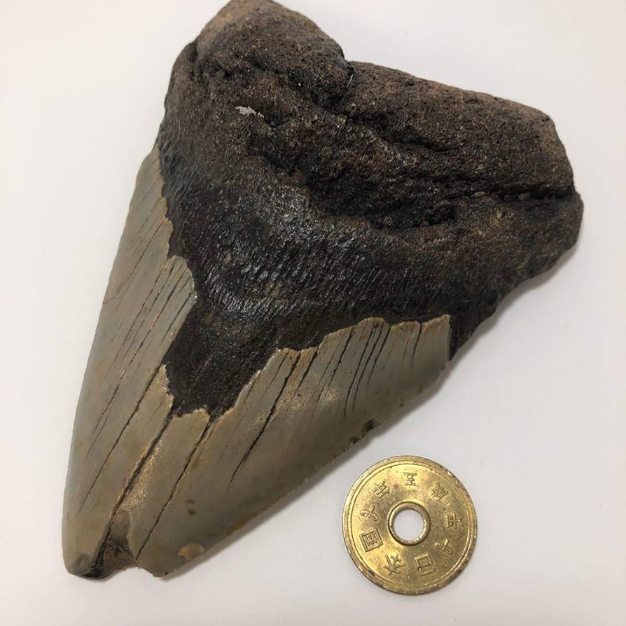 Amazon.co.jp: No.5205 メガロドンの歯化石 メガロドン 化石 恐竜 サメ