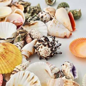 Amazon.co.jp: 【貝殻の問屋さん】貝殻セット カラフルミックス【約2