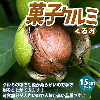 Amazon.co.jp: ITANSE 胡桃(クルミ)の苗木 品種：菓子クルミ 1