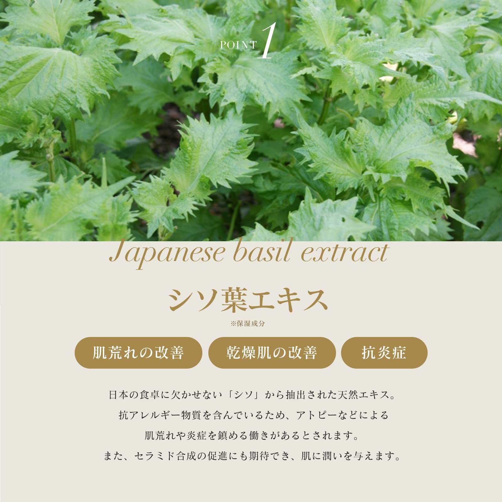 Amazon | バーミィローション2 化粧水 イナータススキンケア