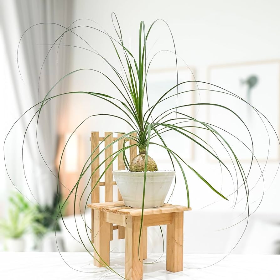 Amazon｜トックリラン ポニーテール ノリナ 観葉植物 鉢植え