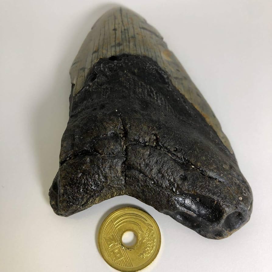 Amazon.co.jp: No.11018 メガロドンの歯化石 メガロドン 化石 恐竜