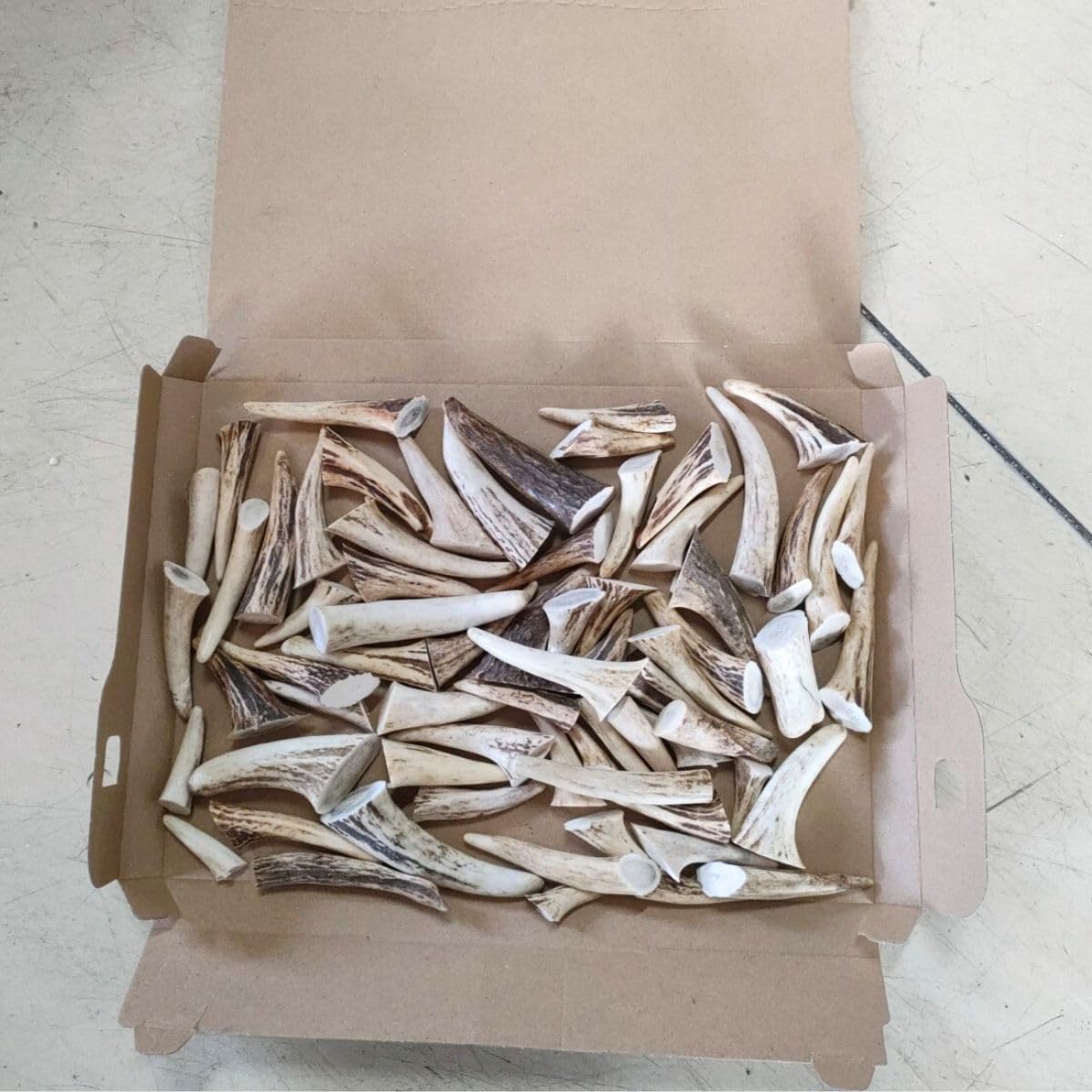 エゾ鹿角】端材MIX 9.9㎏ エゾ鹿角】端材MIX 9.9 エゾ鹿角】端材MIX 9.9㎏