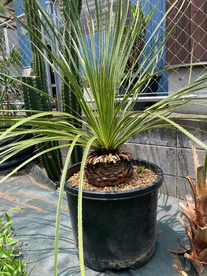 極耐寒性ダシリリオン ミキワネンシス大株◇ドライガーデン多肉