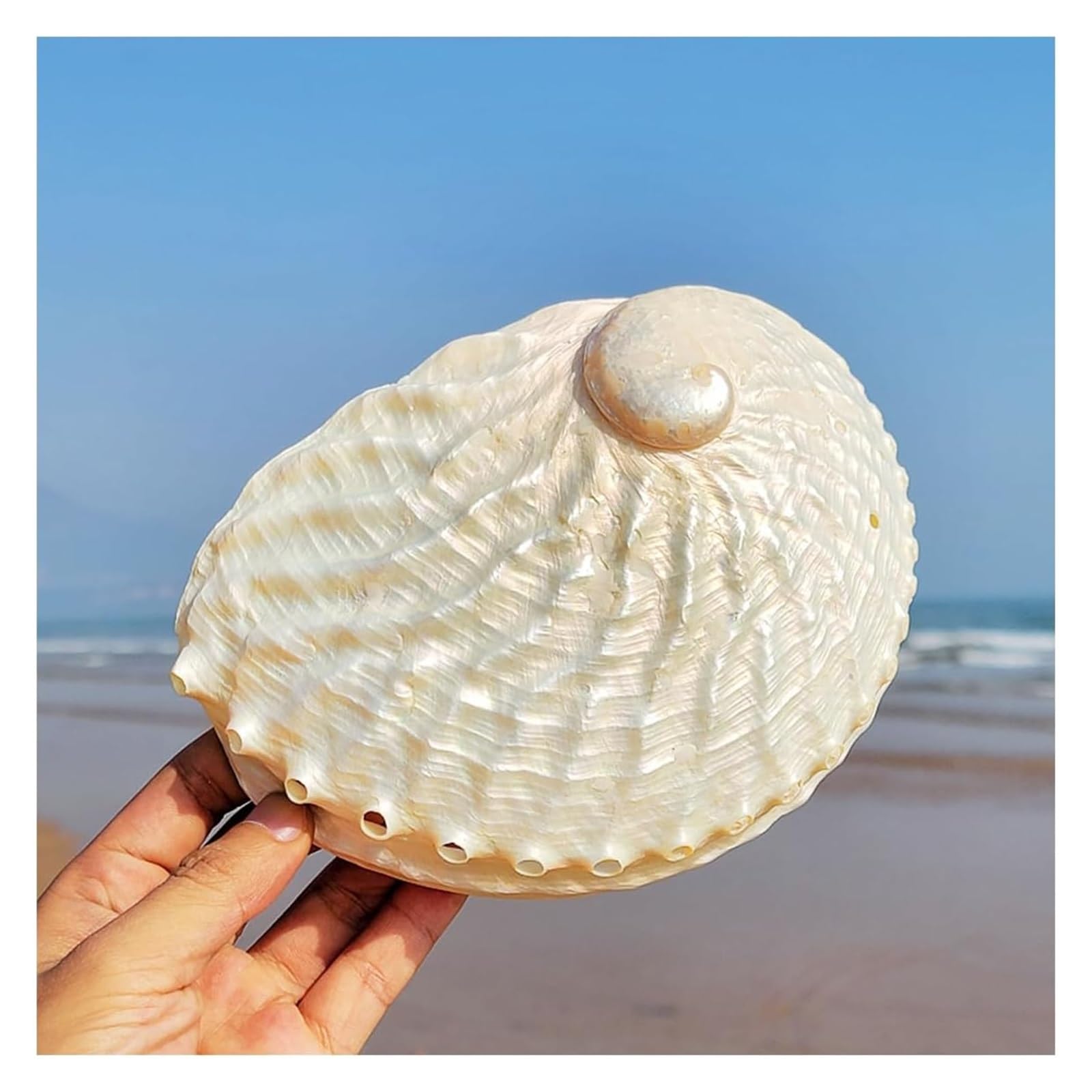 Amazon.co.jp: 天然貝殻、海洋サザエ、 大きな天然アワビ貝殻 15～16cm