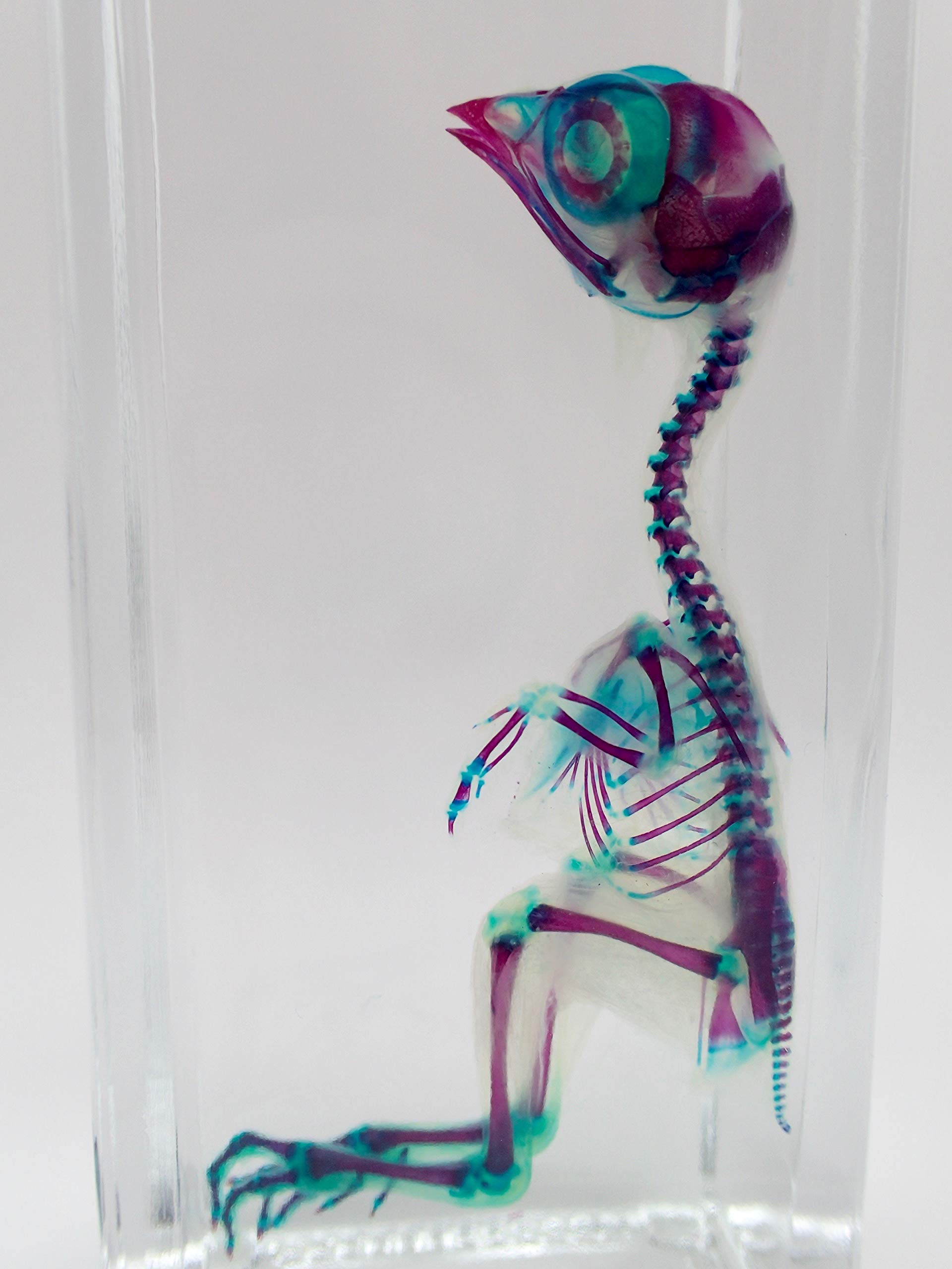 Amazon.co.jp: 透明標本/ウズラ / : ホーム＆キッチン