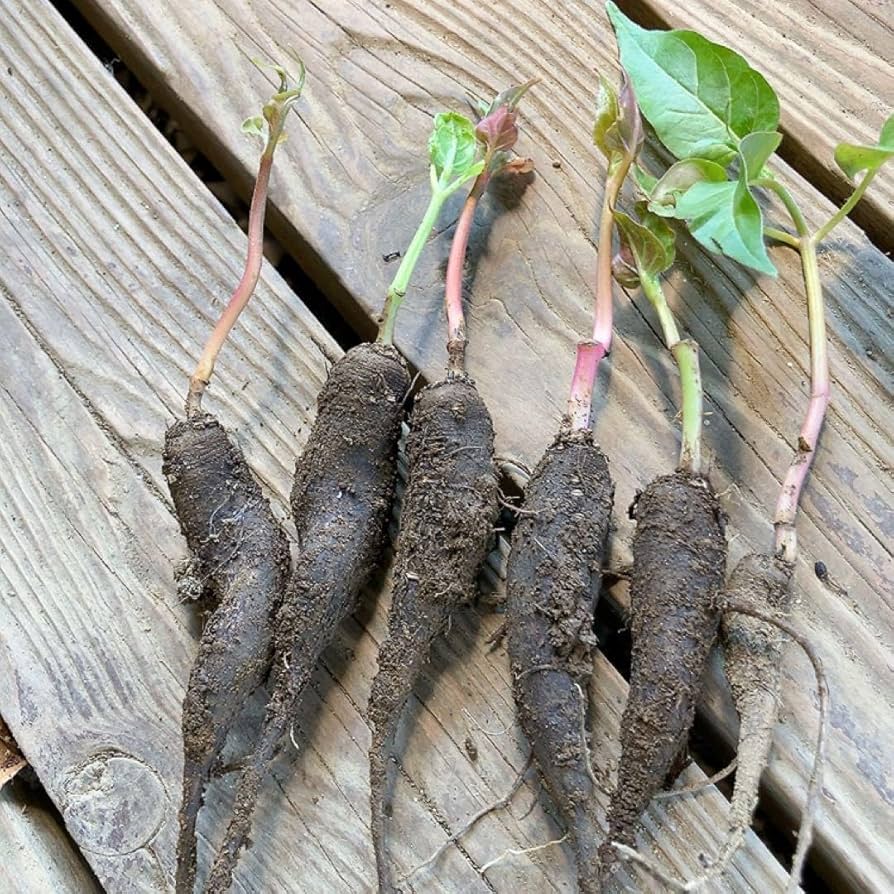 Amazon.co.jp: オシロイバナ ミックス色 苗4株塊根 おしろい花 白粉花