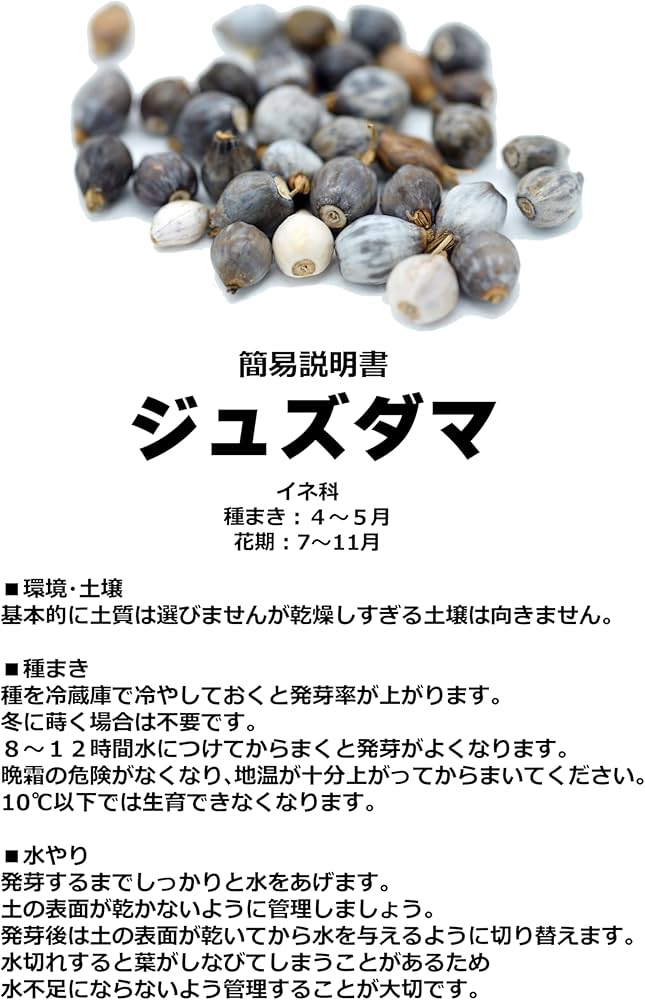 どんべぇ様】数珠玉 ジュズダマ 4kg+予備400g どんべぇ様】数珠玉