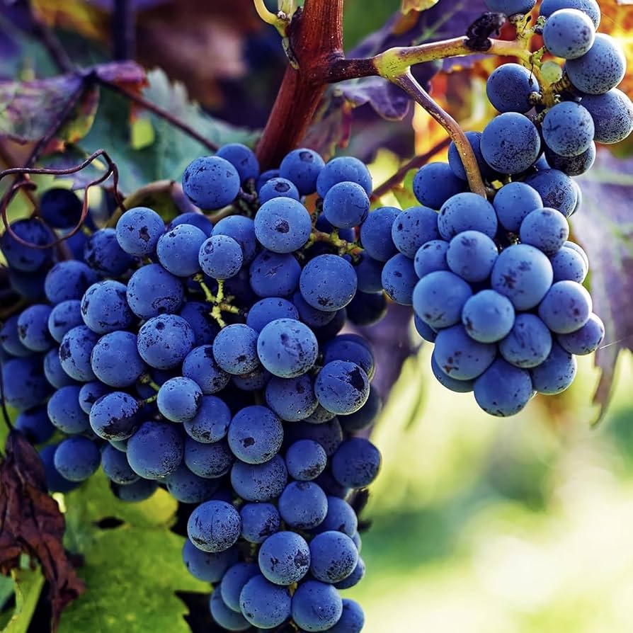 Amazon.com : 100+ PCS Heirloom Purple Concord Grape Vine Seeds for