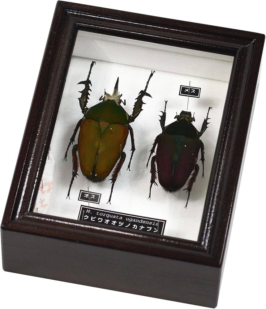 Amazon | 色彩変異の多様なアフリカ最大のオオツノカナブンの標本 名和