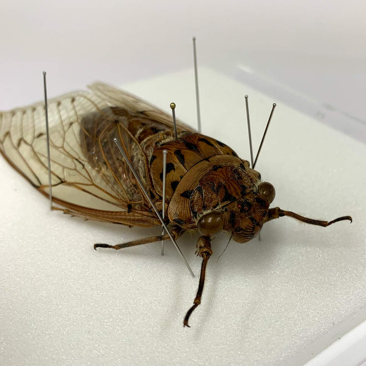 Amazon.co.jp: 蝉の標本 テイオウゼミ アクリルフレーム 透明 : ホーム