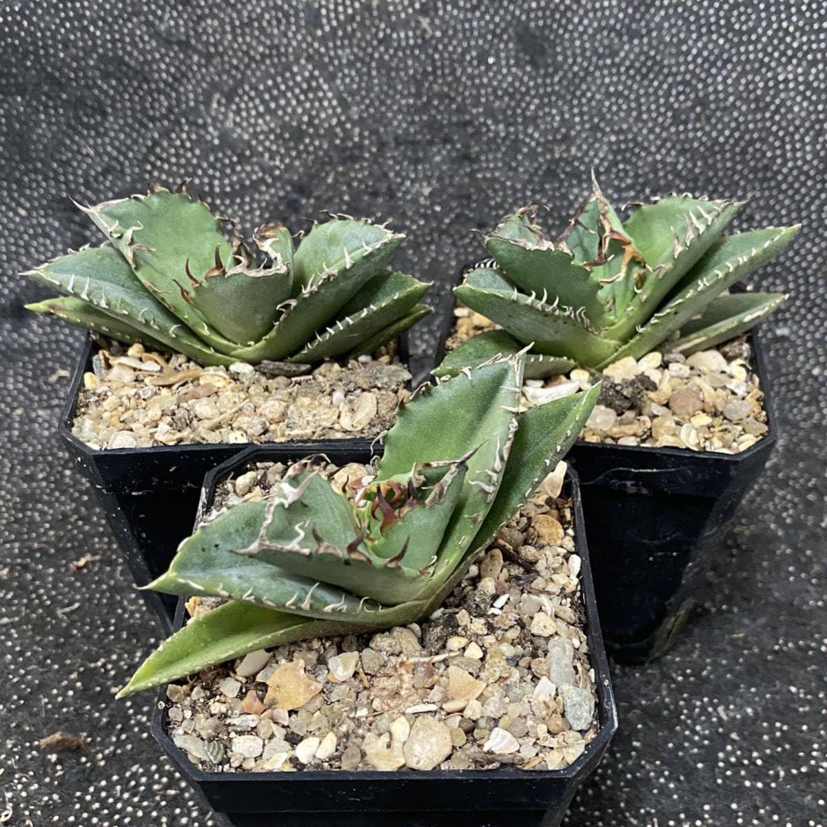 アガベ 金蟾 子株 良血統 よ*ー様 588【上澳園芸】 アガベ チタノタ