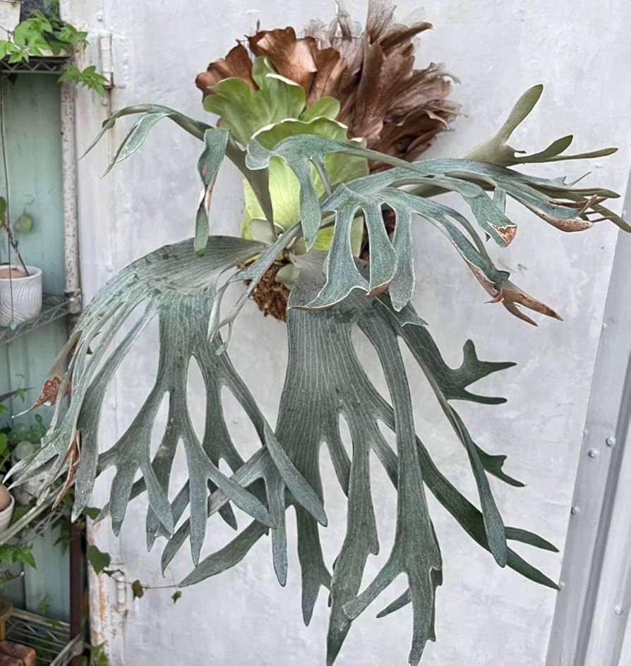 Amazon.co.jp: P.Paul whiter OC(P.willinckii x P.paulwebber