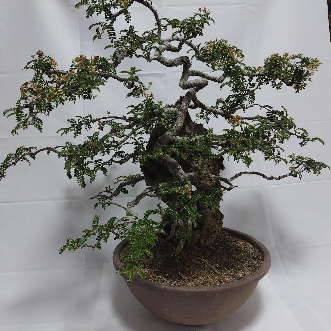 磯山椒 中品サイズ 天皇梅 盆栽 磯山椒 中品サイズ 天皇梅 盆栽 磯山椒