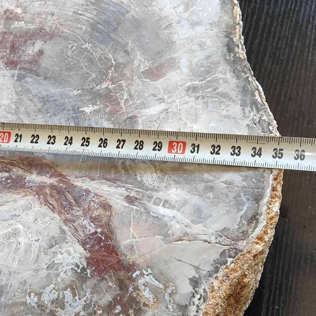 Amazon.co.jp: アリゾナ州で発掘された超大型珪化木の化石重量なんと