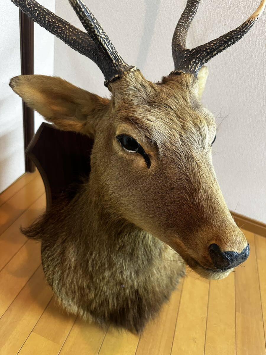 ナ*オ様 カンガルー 剥製 ハンティングトロフィー型 頭部 インテリア