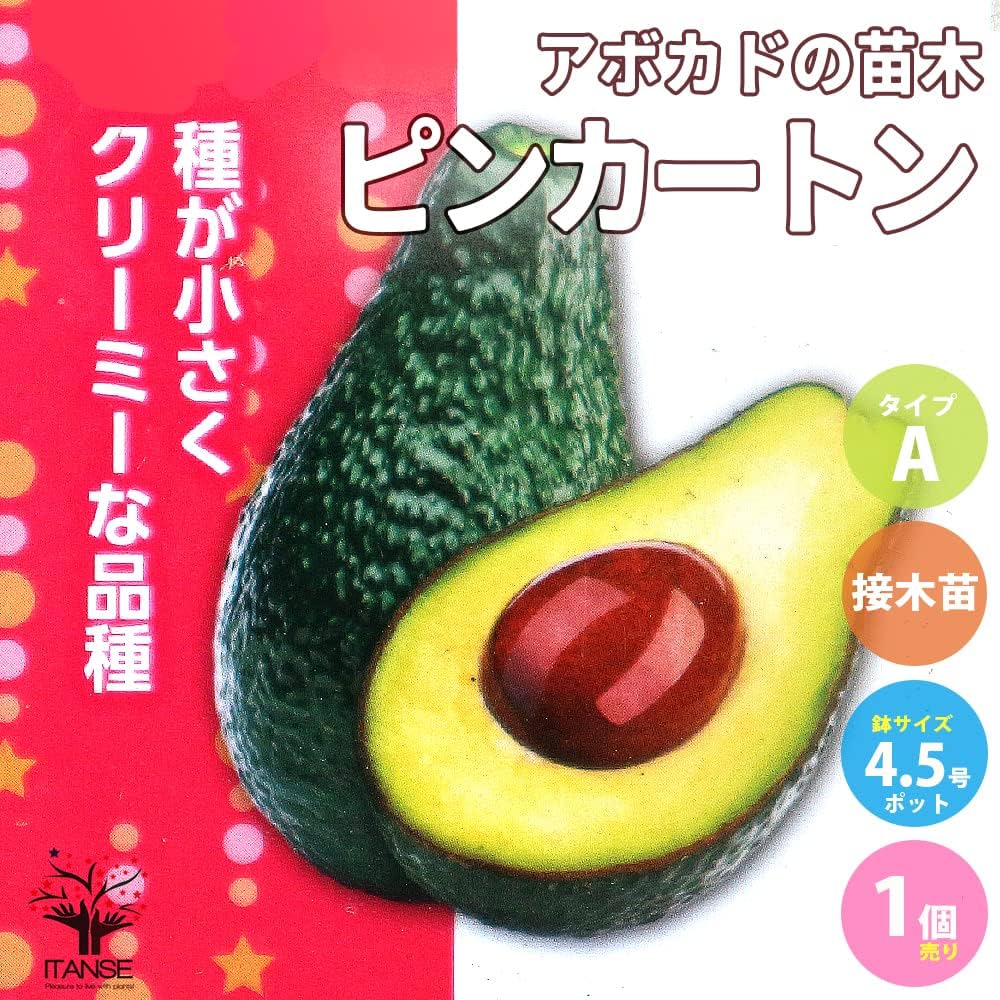 アボカド苗 約80cm 健康的 苗木4本と新芽苗1本 Amazon.co.