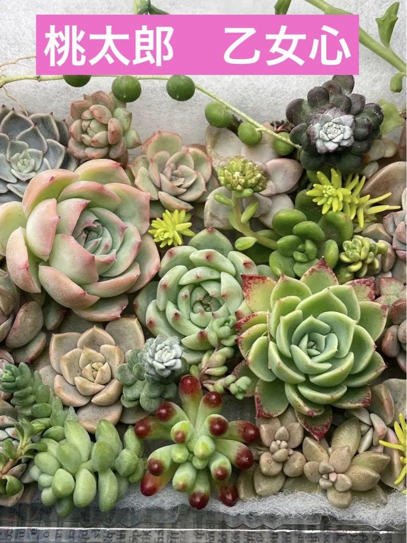 Amazon.co.jp: 多肉植物 多肉弁当 カット苗 パンジー 桃太郎 乙女心