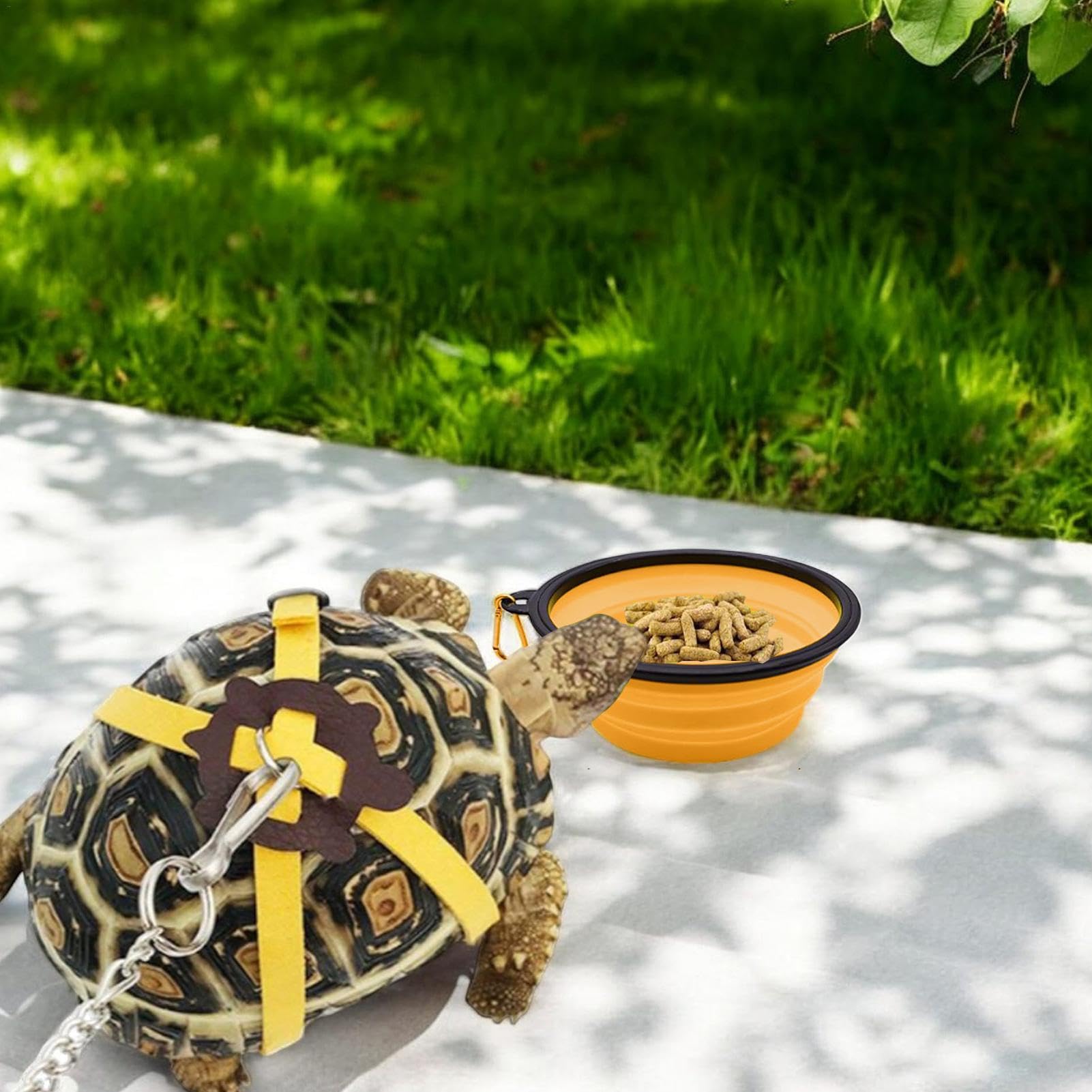 Amazon | カメの強化おもちゃ、カメのトレーニング スケートボード