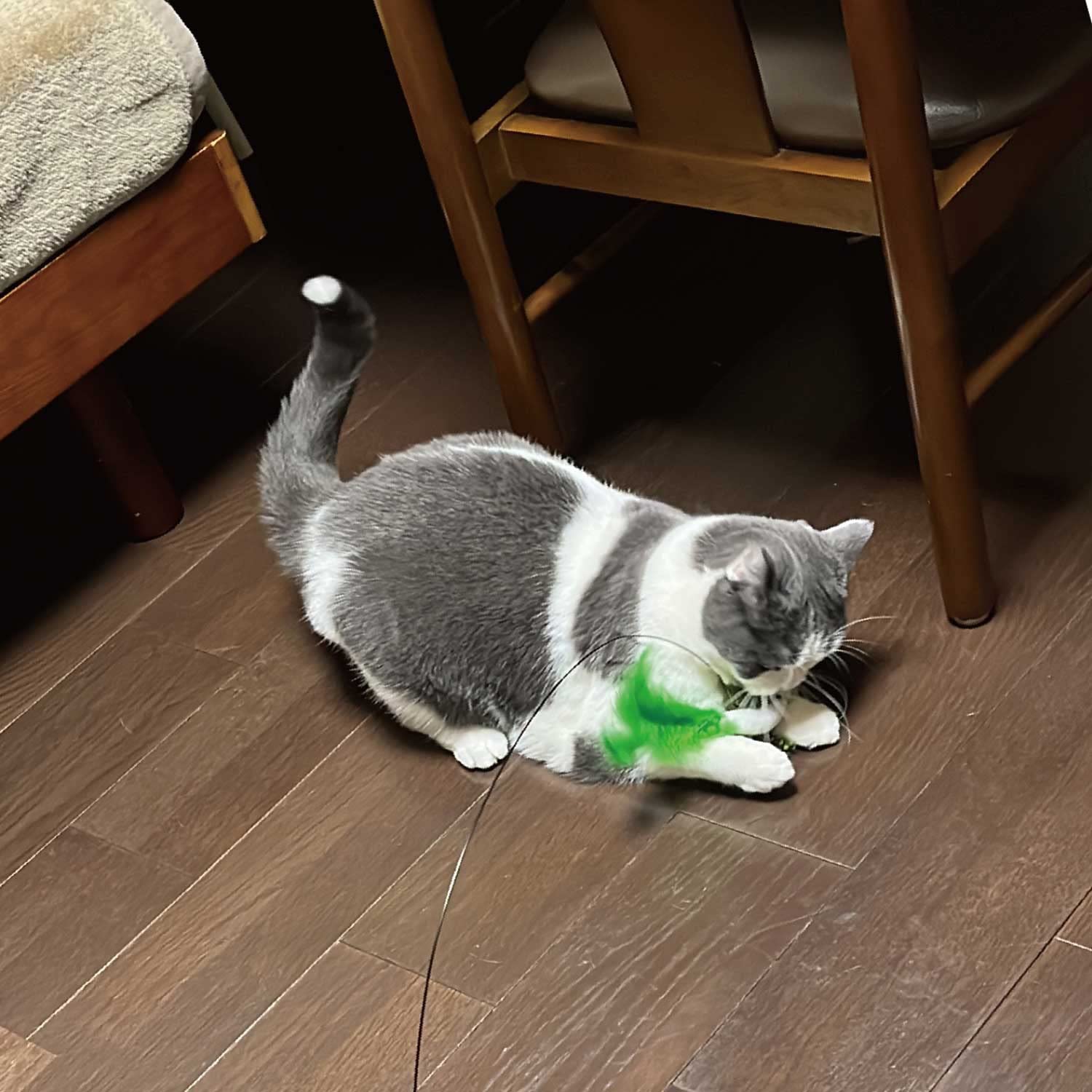 Amazon | キャティーマン (CattyMan) じゃれ猫 吸盤でにゃんトレ