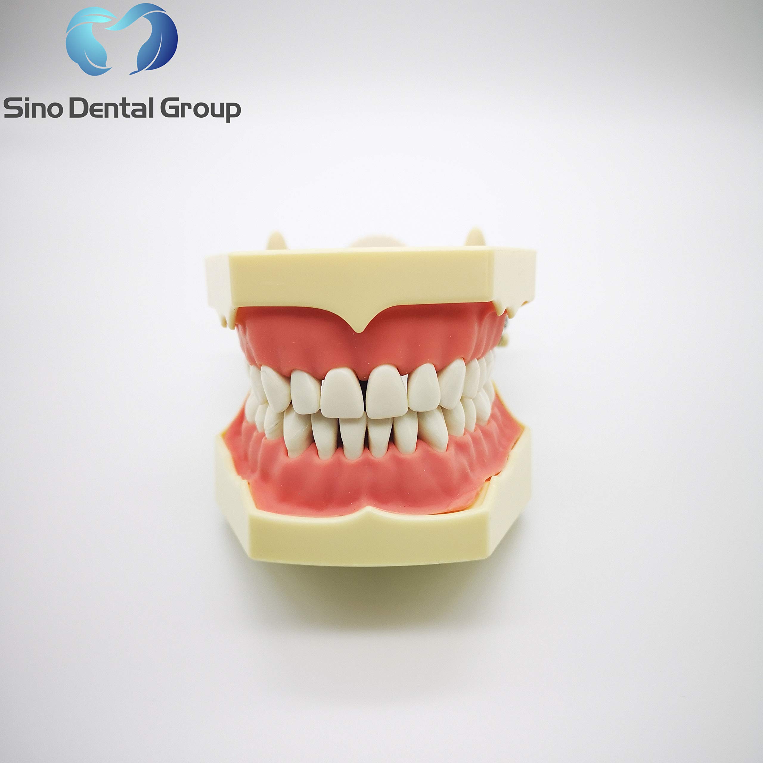 Amazon.com : Dental Nissin Typodont Teeth Model Removable Soft Gum
