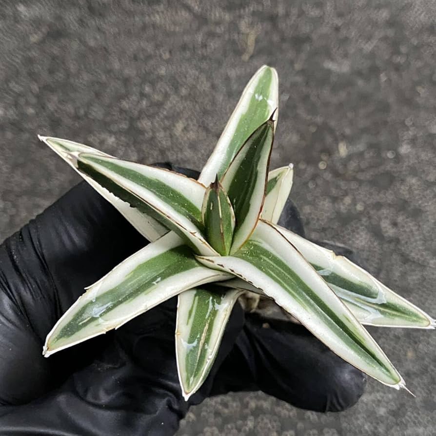 Amazon.co.jp: 多肉植物アガベ 氷山 極上小株 発根済 : DIY・工具