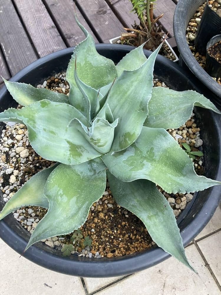 Amazon.co.jp: 極耐寒性アガベ レア株オバティフォリア'Lava Flow