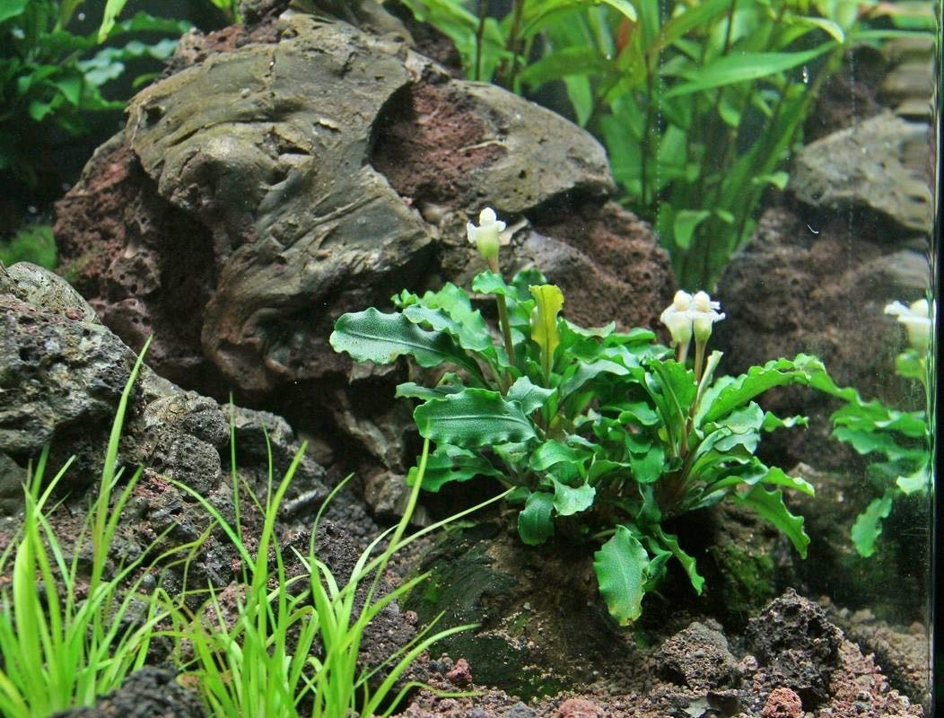 Amazon.com: Bucephalandra SP. Wavy Green - Rare Live Aquatic Plant