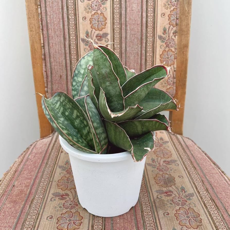 Amazon.co.jp: サンスベリア ドラゴンウイング 5号 子株付き 大型大株