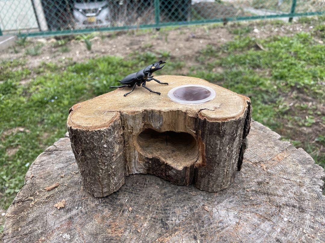 Amazon.co.jp: クワリウム 登り木 エサ台 シェルター : ペット用品