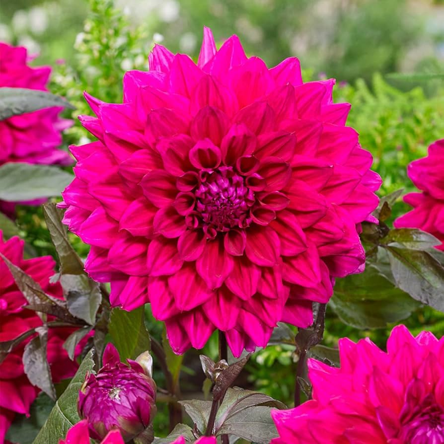 Amazon.com : Votaniki Dahlia Engelhardt's Matador (Formal