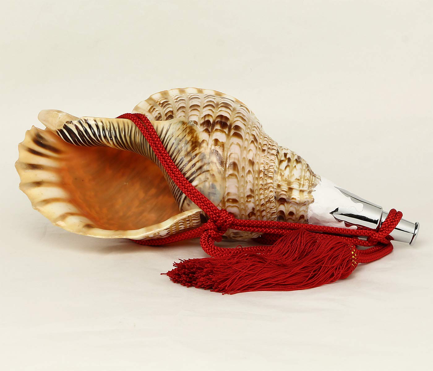 法螺貝ミニ 約30㎝ 木製歌口,赤紐付 新品 MH-425 法螺貝ミニ 約30