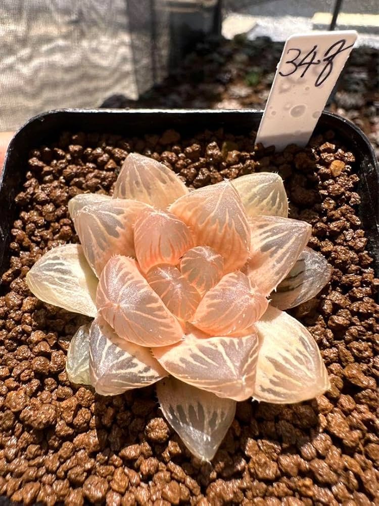 42E 多肉植物 ハオルチア rose goldオブツーサ錦糊斑 Amazon.co.jp