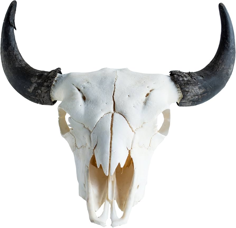 Amazon.co.jp: Clear Creek Trading Real Bone American Bison