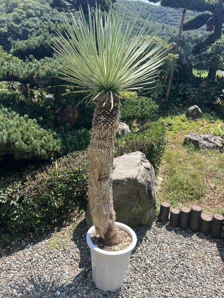 Amazon.co.jp: 2ヘッド 大型 曲がり 1m62cm 太株 ユッカ ロストラータ