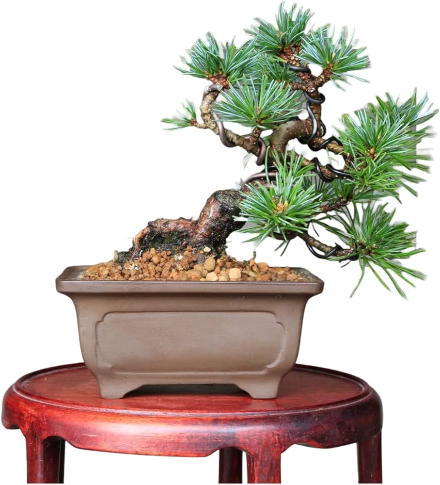 Amazon.co.jp: 那須五葉松 『那須茜』ミニ盆栽 【泰寿園 Online