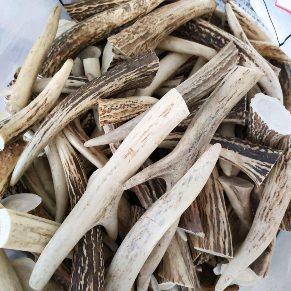 25kg 鹿の角 エゾシカ 角 端材 アクセサリー パーツ素材 Amazon.co.jp