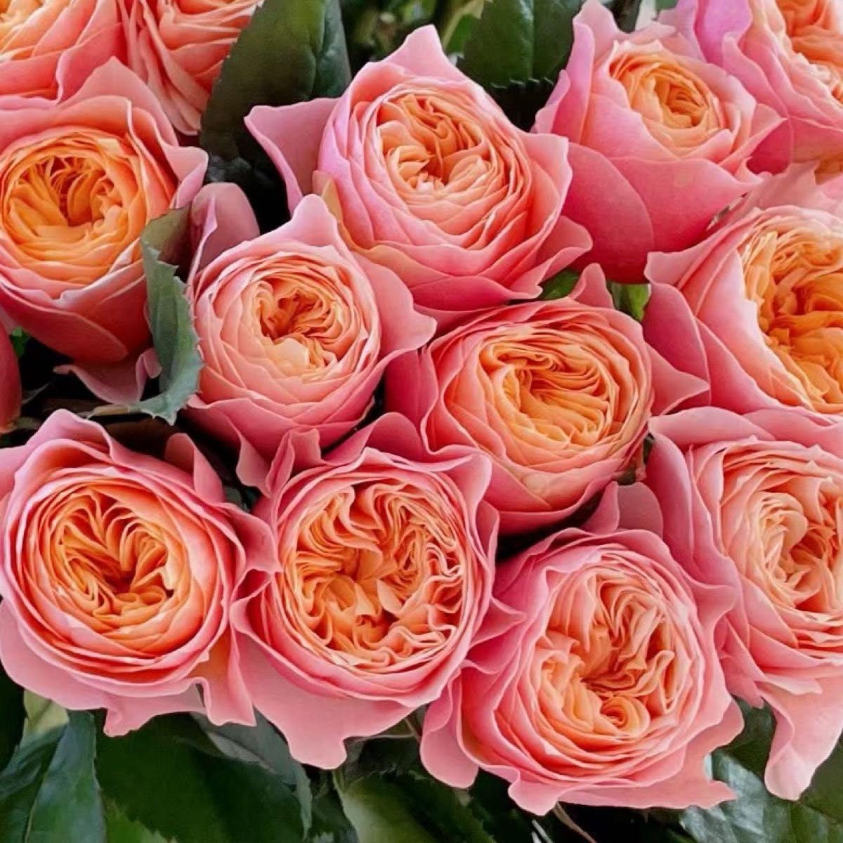 バラ苗 切りバラ苗 whitb♡ Abbe♡ Rose バラ苗 切りバラ苗 whitb