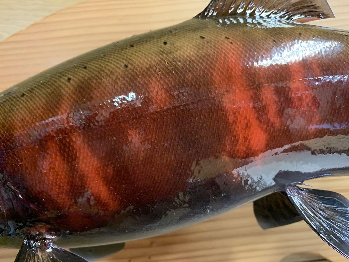 魚類剥製エフクラフトランドロックサクラマス鼻曲がり雄56㎝最終形態